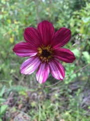 Cosmos scabiosoides
