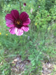 Cosmos scabiosoides