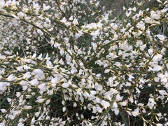 Cytisus multiflorus
