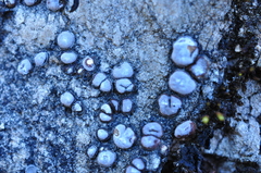 Acarospora glaucocarpa