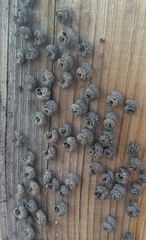 Apterona helicoidella