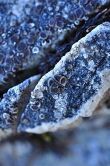 Acarospora glaucocarpa