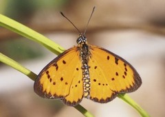 Acraea zitja