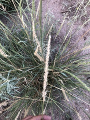 Setaria macrostachya