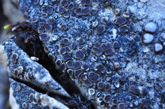 Acarospora glaucocarpa