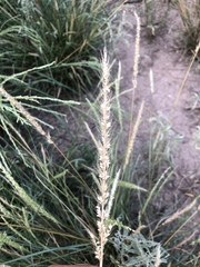 Setaria macrostachya