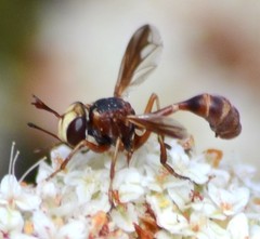 Physocephala marginata