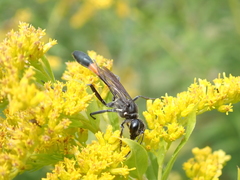 Ammophila urnaria