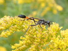 Ammophila urnaria
