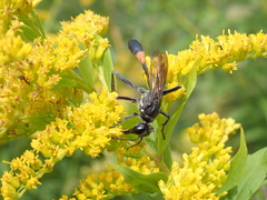 Ammophila urnaria