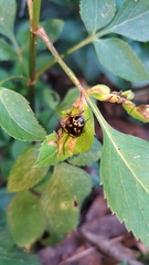 Gallerucida bifasciata