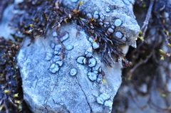 Acarospora glaucocarpa