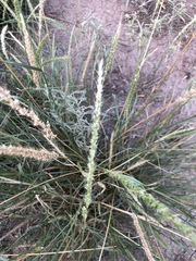 Setaria macrostachya