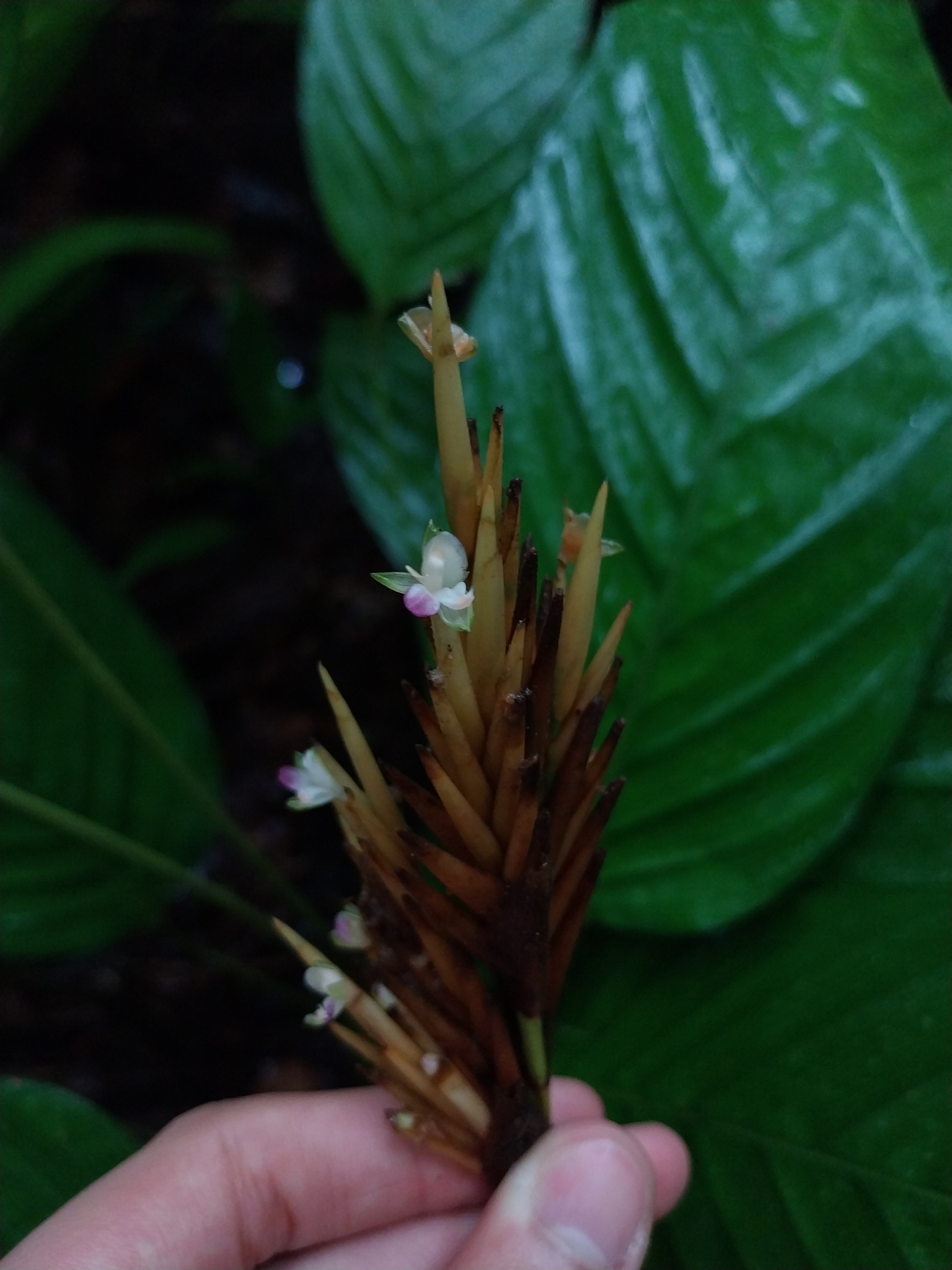 Monotagma spicatum