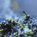 Chaenotheca chrysocephala - Photo (c) Andrew Simon, μερικά δικαιώματα διατηρούνται (CC BY-NC), uploaded by Andrew Simon