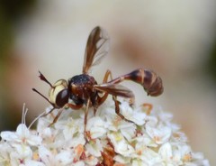 Physocephala marginata