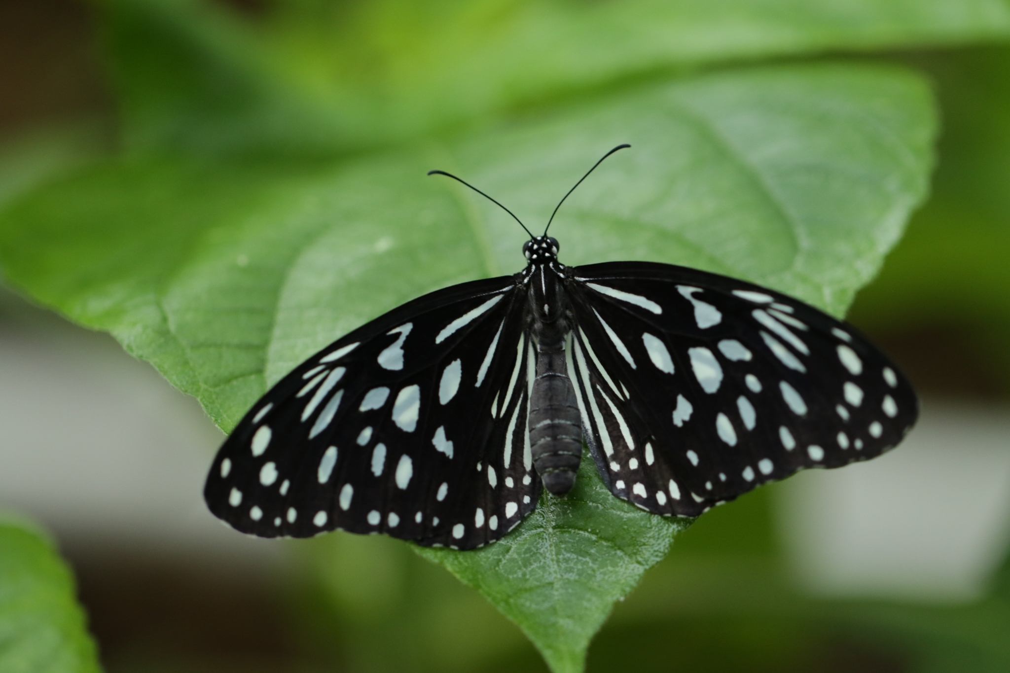Dark Blue Tiger