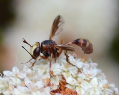 Physocephala marginata
