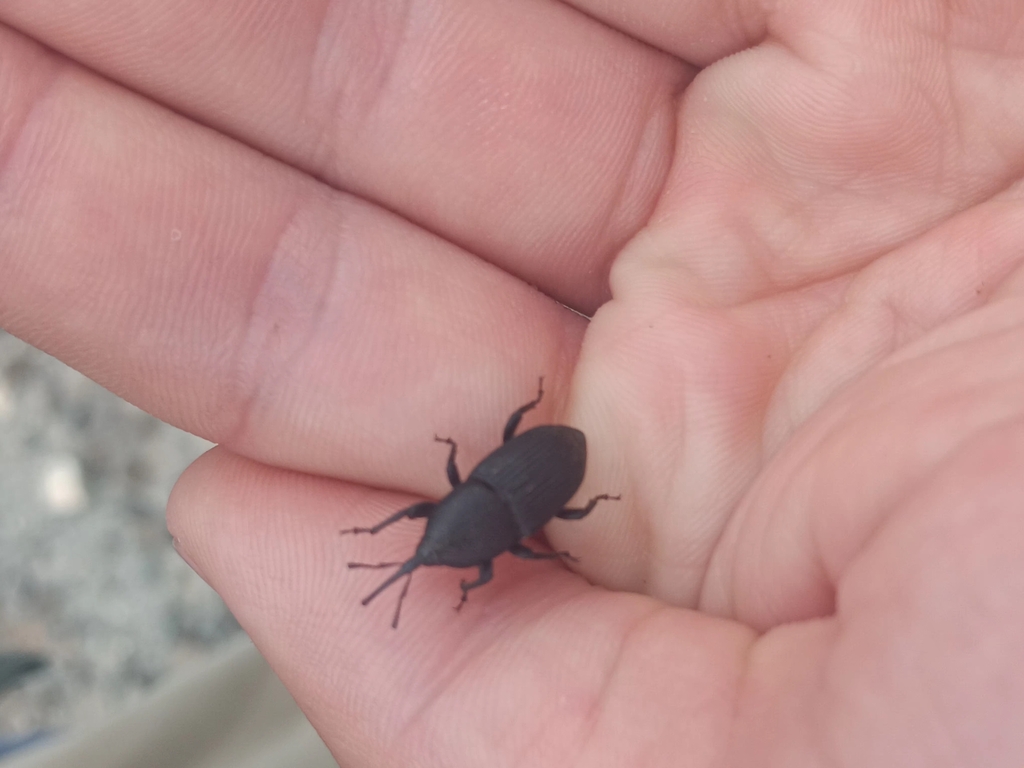 Yucca Weevil