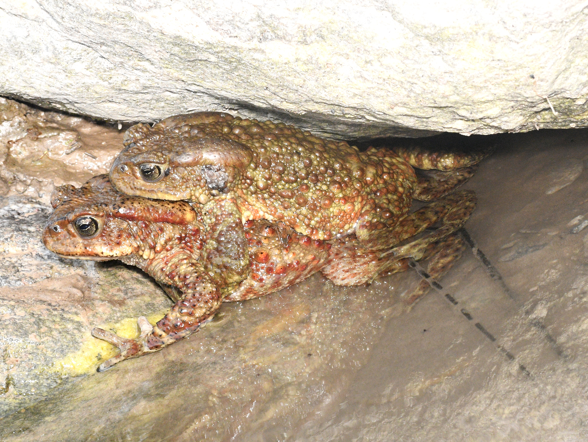 Himalayan True Toad
