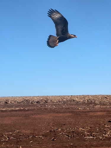 Crested Caracara