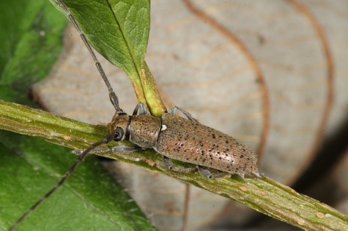 Estopenha Inseto (Esthlogena porosa)
