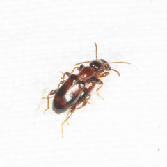 Vacusus vicinus
