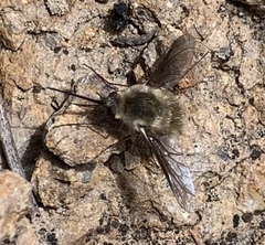 Bombylius mexicanus