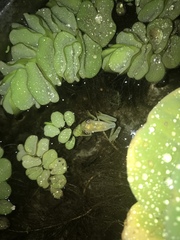 Anura