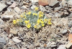 Physaria didymocarpa