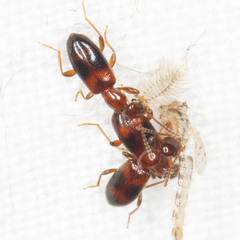 Vacusus vicinus