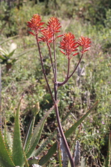 Aloe mudenensis, photograph author not stated, no rights reserved