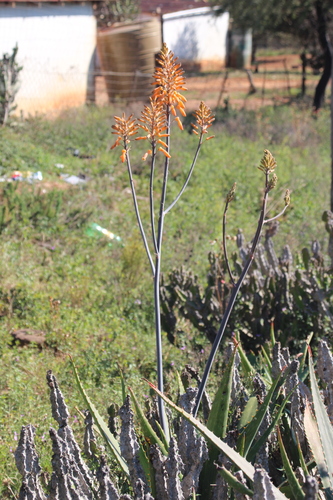 Aloe mudenensis, photograph 1