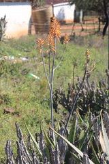 Aloe mudenensis, photograph author not stated, no rights reserved