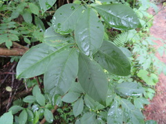 Euonymus hamiltonianus
