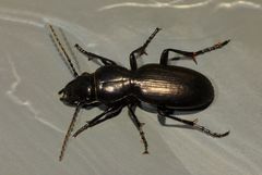 Oregus aereus