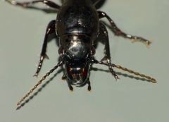 Oregus aereus