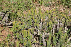 Euphorbia pseudocactus, photograph author not stated, no rights reserved