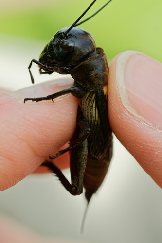 Gryllus campestris