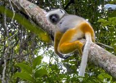 Propithecus diadema