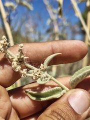 Buddleja crotonoides, photograph (c) Abraham Sánchez Romero, some rights reserved (CC BY)