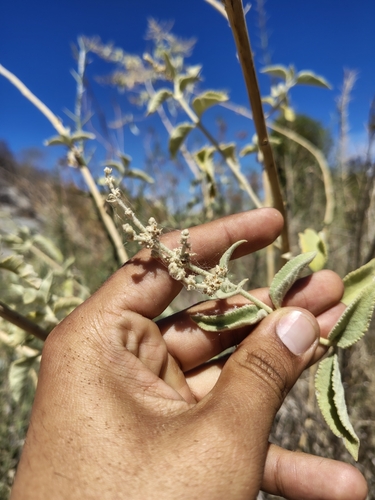 Buddleja crotonoides, photograph 6