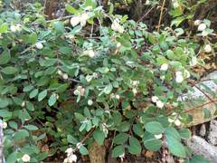 Symphoricarpos rotundifolius parishii