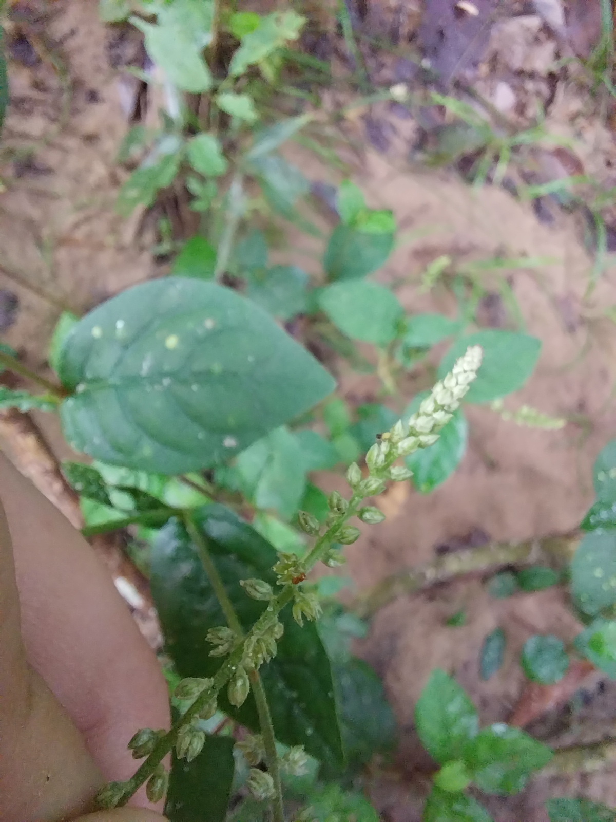 Cyathula prostrata
