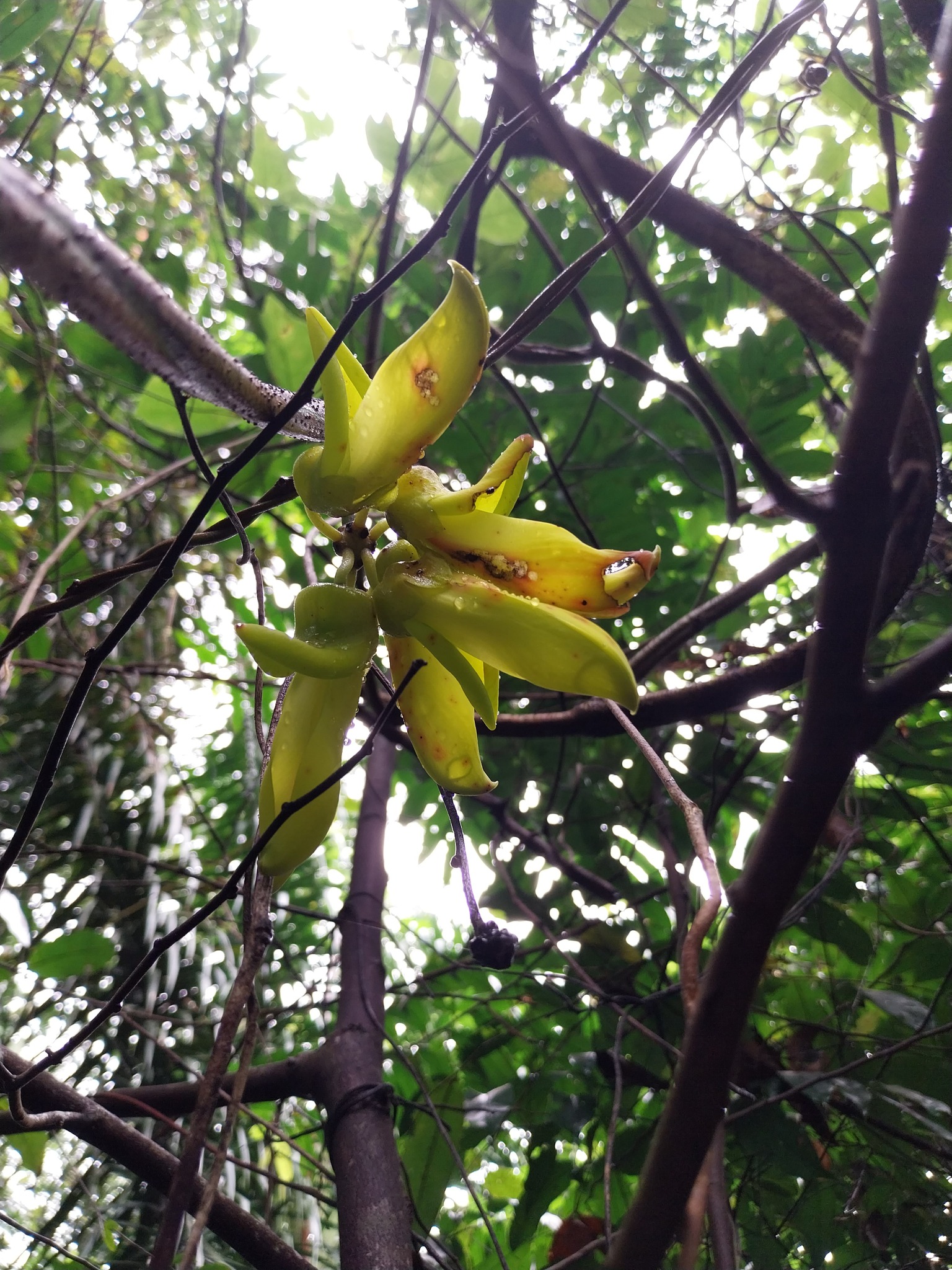 Mucuna sloanei