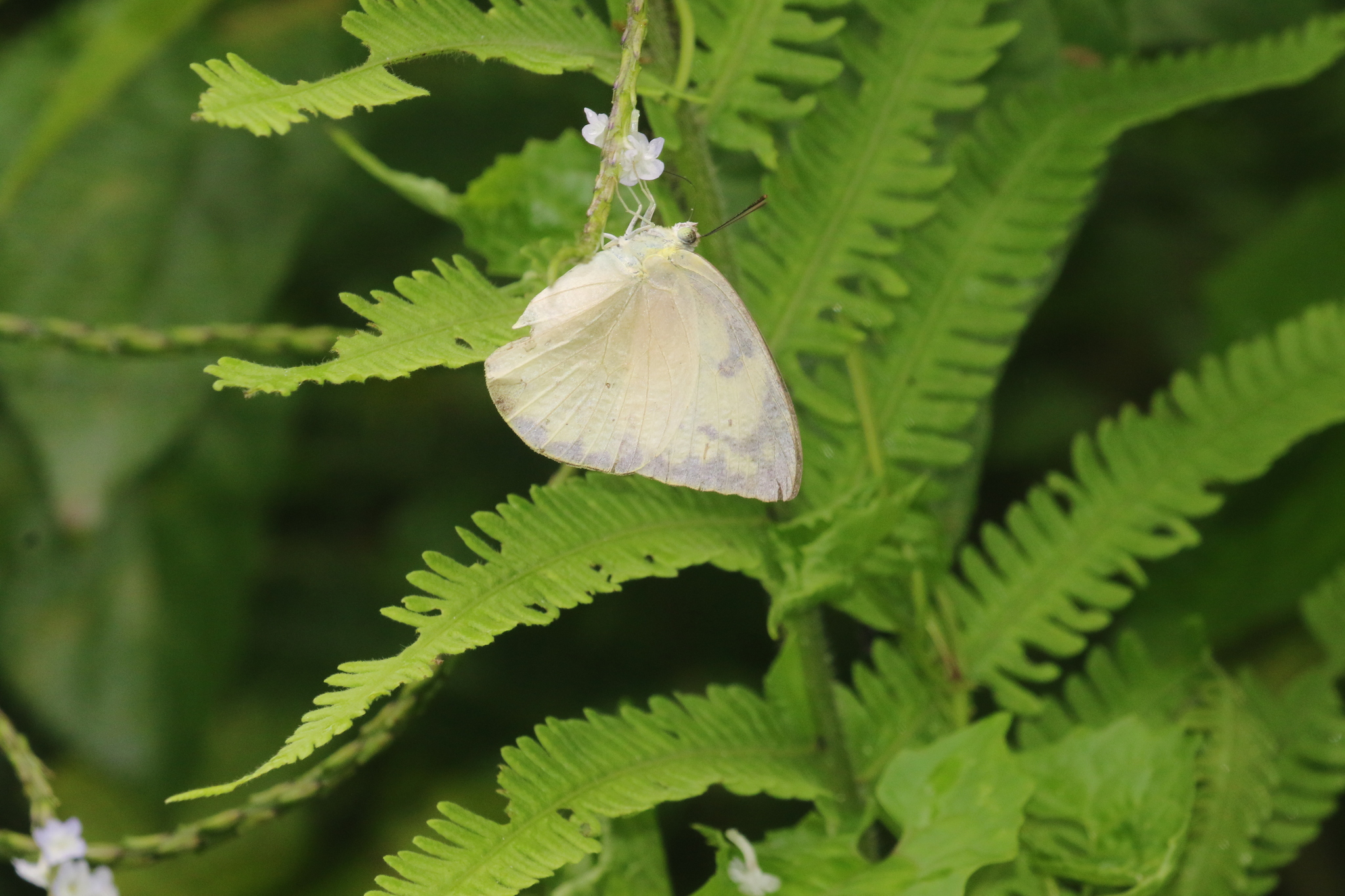 Lemon Emigrant