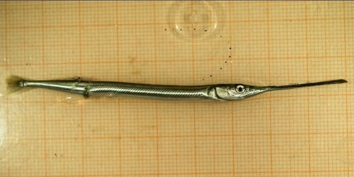 Garfish (Belone belone) — Belonidae — 2