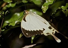 Papilio dardanus