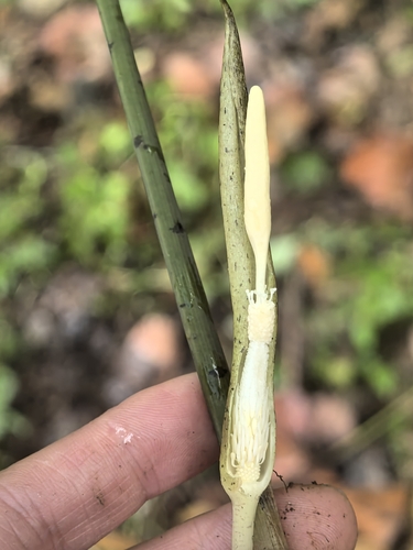 Sauromatum horsfieldii