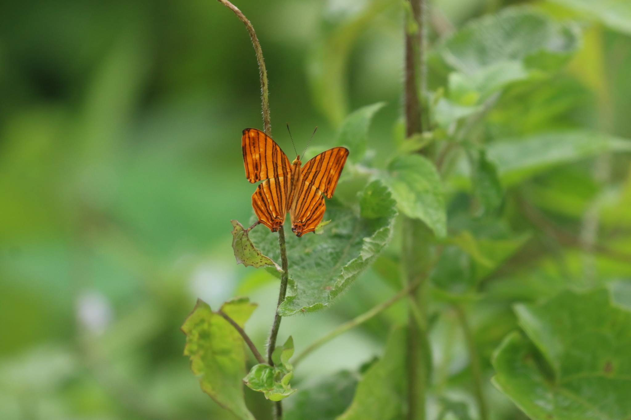 Common Maplet